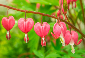 Bleeding Heart pink red flowers (Dicentra spectabilis), Lamprocapnos spectabilis, Asian bleeding-heart, Tear of Heart, Broken Heart). Garden plant with blossoms in shape of hearts. Closeup