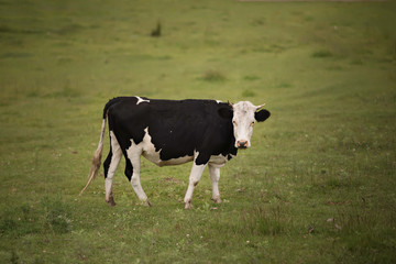 cows graze on a green meadow and nibble the grass