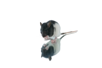 rat on a white background