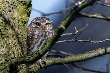 Little owl in a garden tree in the early spring.