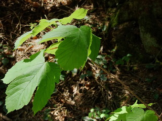 green leaves in the forest