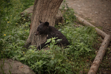 black bear cub climbs a tree