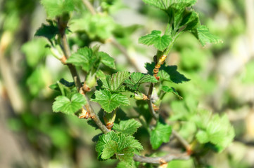 A bush of red (black) currant with fresh fresh green leaves in the garden in early spring. Branch close up on a bokeh background.