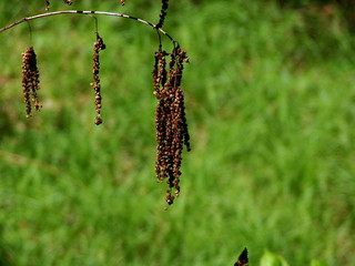 wild flowers in the wind
