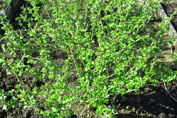 A bush of red (black) currant with fresh fresh green leaves in the garden in early spring.
