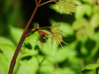 macro buds of a tree