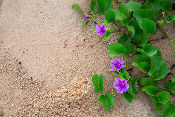 Goat's foot creeper or beach morning glory