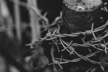 roots of a tree