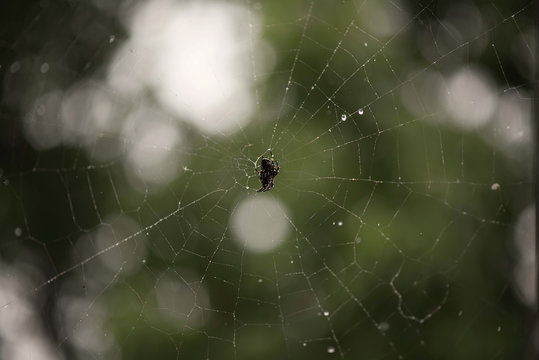 A Spider Weaves A Web. The Spider On The Web Is Waiting For The Victim. Web On A Green Background . Invasion Of Spiders In The House