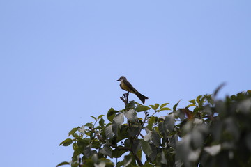 Pássaros Natureza