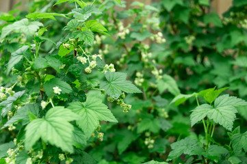 Fototapeta na wymiar A bush of red (black) currant with fresh fresh green leaves and branches with flowers in the garden in early spring