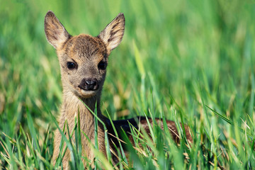 Fawn closeup. Little white-tailed fawn standing in a meadow . - obrazy, fototapety, plakaty