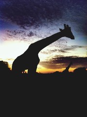 Silhouettes de girafes au coucher du soleil