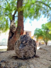 bird on the tree