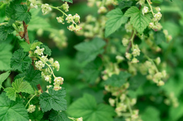 Fototapeta na wymiar A bush of red (black) currant with fresh fresh green leaves and branches with flowers in the garden in early spring. close up