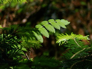 fern leaf in the forest