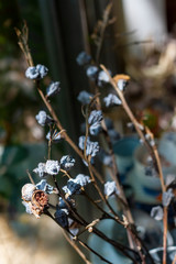 Bouquet of dried flowers