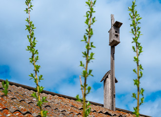 Old wooden birdhouse on the old roof