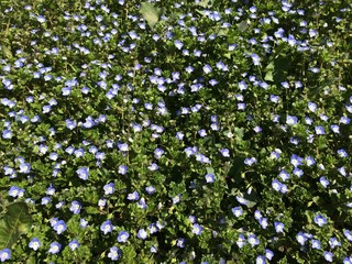 un gruppo di colorate nemophile menziesii alias baby blue eyes fotografate in un giardino a primavera