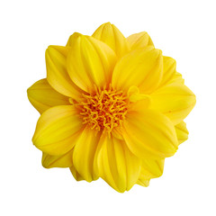 Isolated on white background closeup beautiful calendula yellow flower.