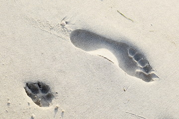 Sankt Peter-Ording Strand in Nebelwolken