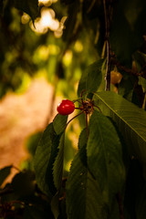 cerezas naturales de estación en el árbol en el campo 