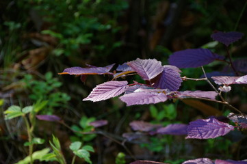 wild leaves in the forest