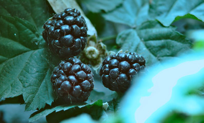 macro photography of a bunch of blackberries hanging on a branch