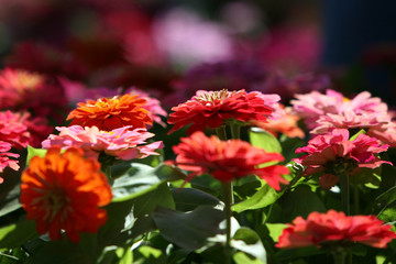 red dahlia flower