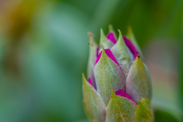 Rhododendron (Ericales) in colorful purple  slowly unfolds its bloom direction summer