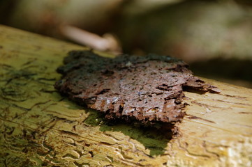 macro cut down pine trees in the forest