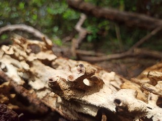 old stump in the forest