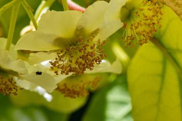 fleur de kiwi 