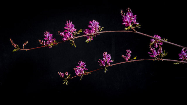 Flowers and sprouting leaves of the Himalayan Indigo plant (Indigofera gerardiana) against a black background