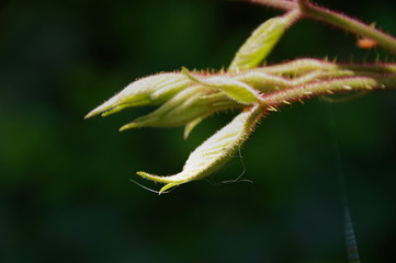 macro buds of a tree