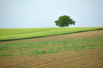 A lone tree in the field