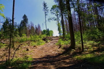 spring path in the forest