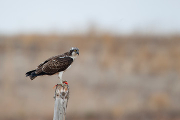 Western Osprey, also in the natural habitat (Pandion haliaetus)