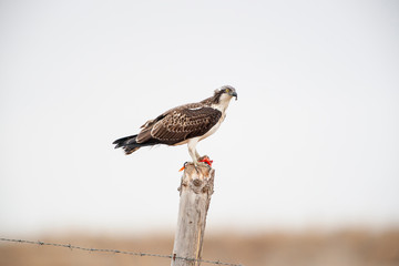 Western Osprey, natural habitat Pandion haliaetus