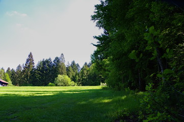 Fototapeta na wymiar spring path in the forest