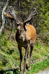 Łoś © RASSUMSEN