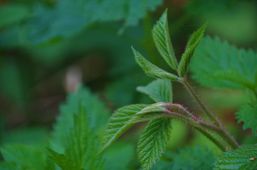 green leaves in the forest