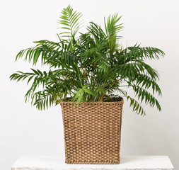 Fototapeta premium Beautiful houseplant palm