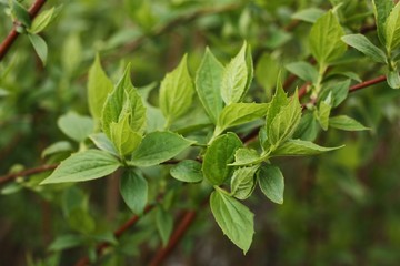 Obraz premium Tree with the first green leaves in the forest