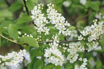 Tree with beautiful white flowers in the garden 