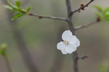 a small flower on a cherry branch . background texture with selective focus