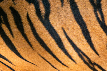 Stripes on the skin of a Bengal tiger (real fur)