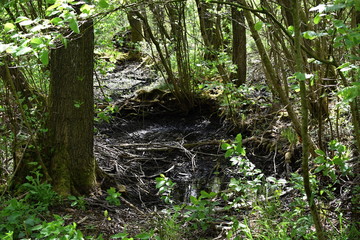 Obraz premium Krafttanken im Hechtmoor - Mai 2020