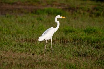 Great Egret in its natural habitat (Ardea alba)