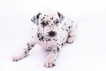 Dalmatian breed puppy dog on white background. Precious animal.